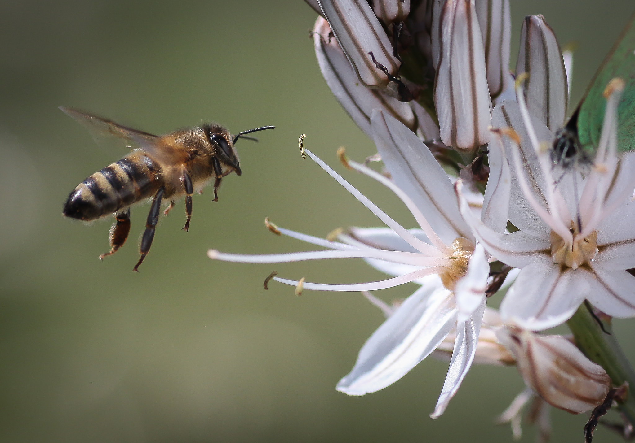 Canon EOS 650D (EOS Rebel T4i / EOS Kiss X6i) + Tamron SP AF 90mm F2.8 Di Macro sample photo. Flying bee photography