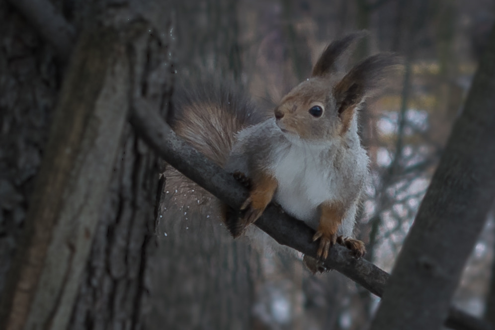 Nikon D5300 + Sigma 50mm F1.4 EX DG HSM sample photo. Squirrel photography