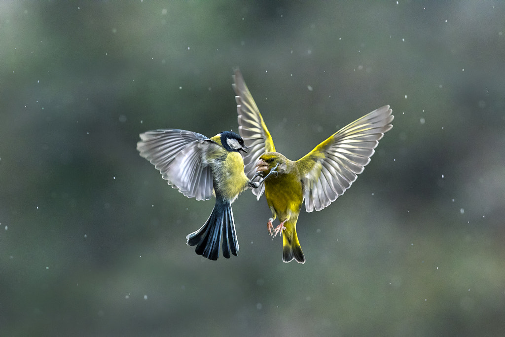 Fighting in the rain by Marco Redaelli on 500px.com