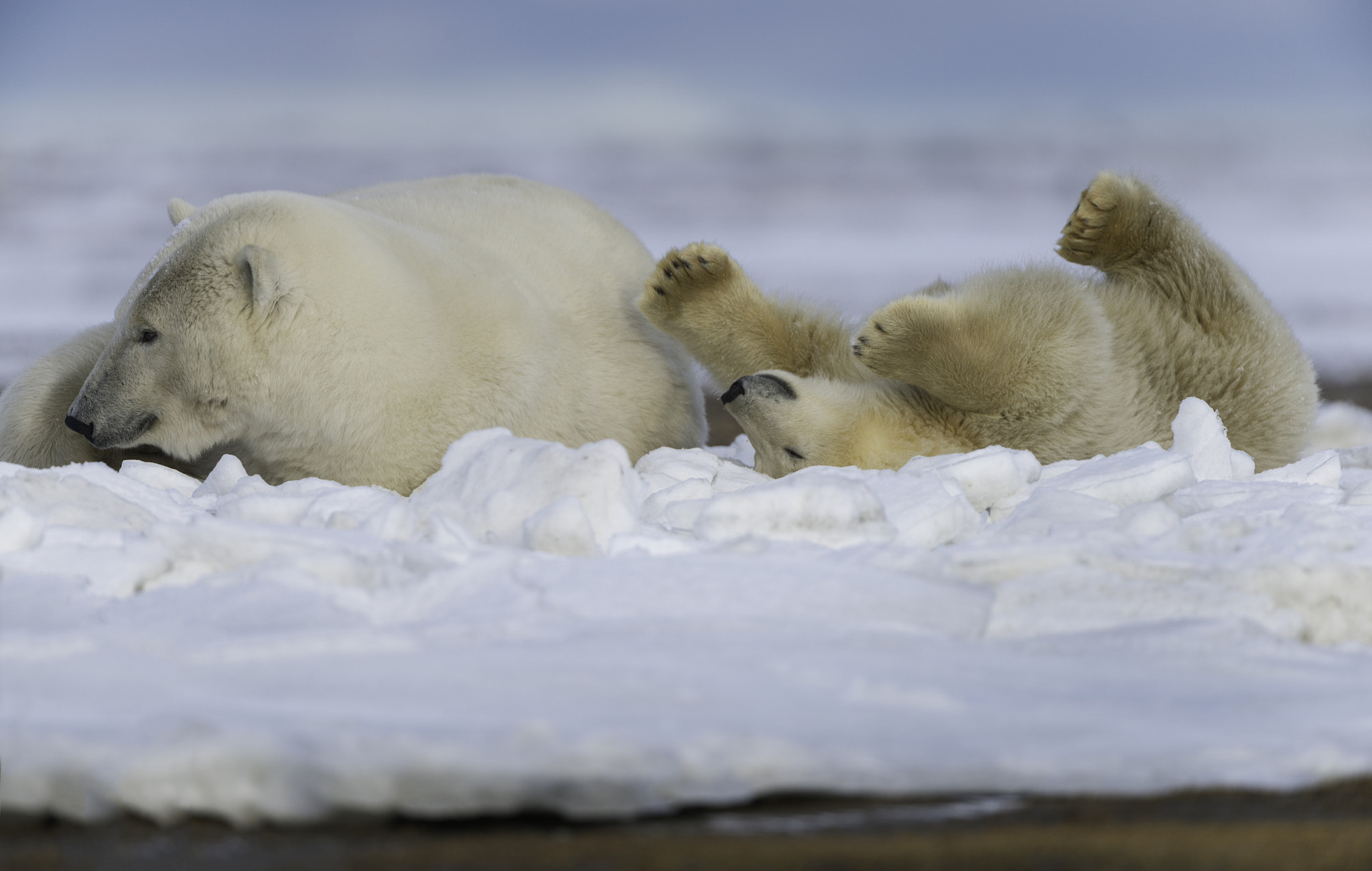 Nikon D800 + Nikon AF-S Nikkor 500mm F4G ED VR sample photo. Polar bear and cub photography