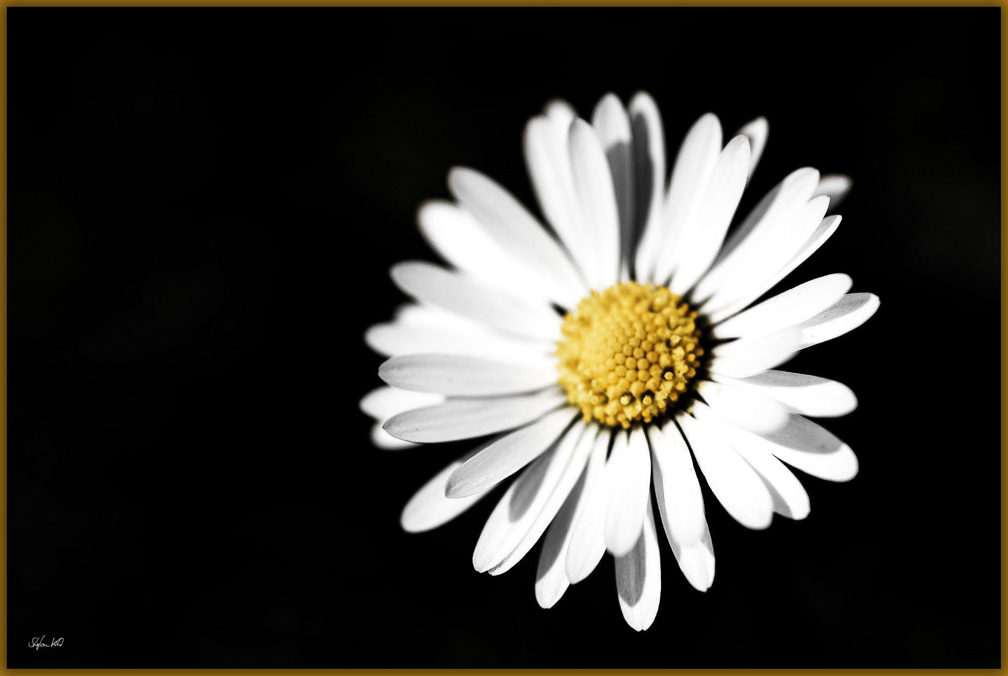 Sigma 105mm F2.8 EX DG Macro sample photo. -  spring messenger - photography