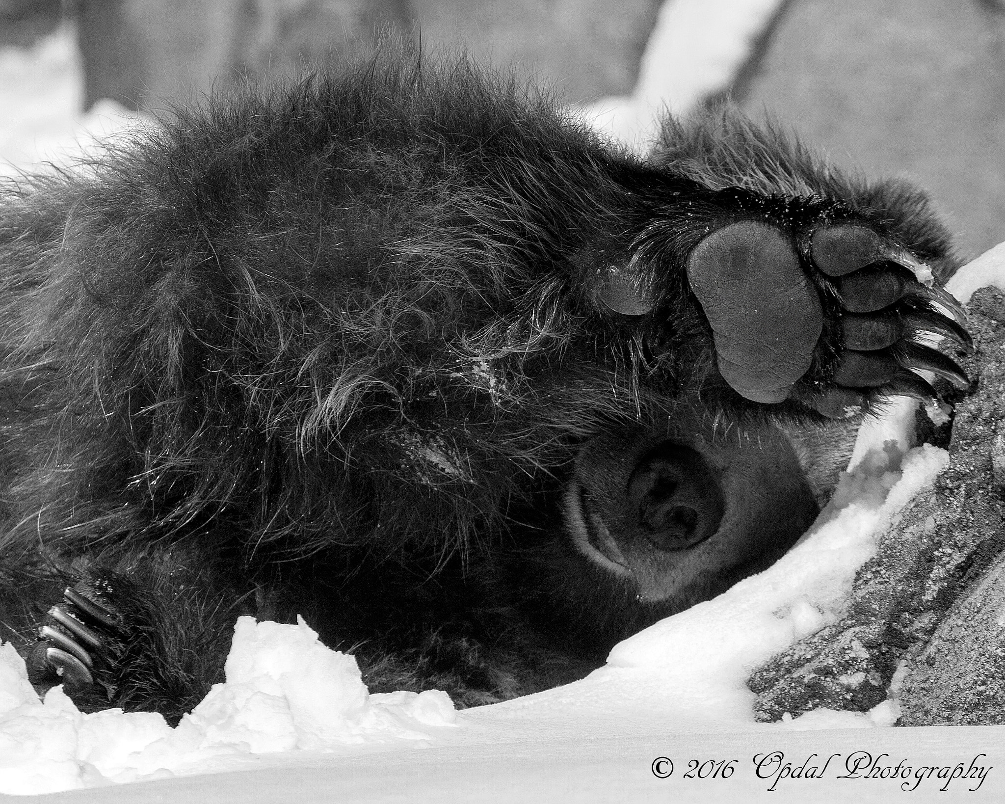 Canon EF 100-400mm F4.5-5.6L IS USM sample photo. Grizzly bear photography