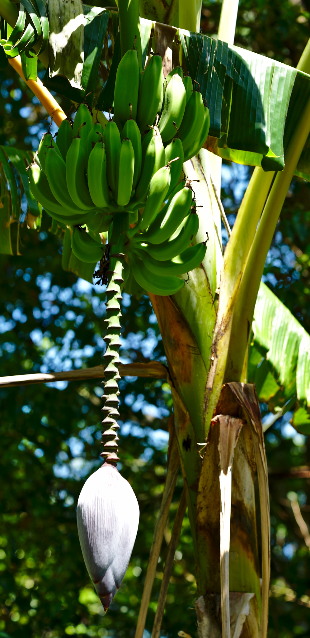 ZEISS Otus 85mm F1.4 sample photo. Wild bananas with inflorescence photography
