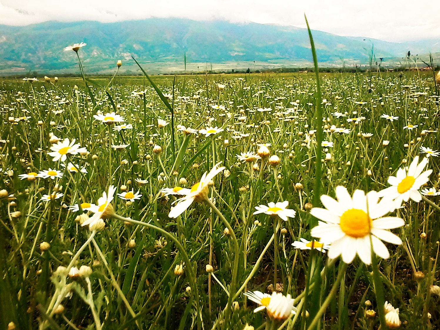 Samsung Galaxy Star sample photo. A field of daisies in bulgaria. photography