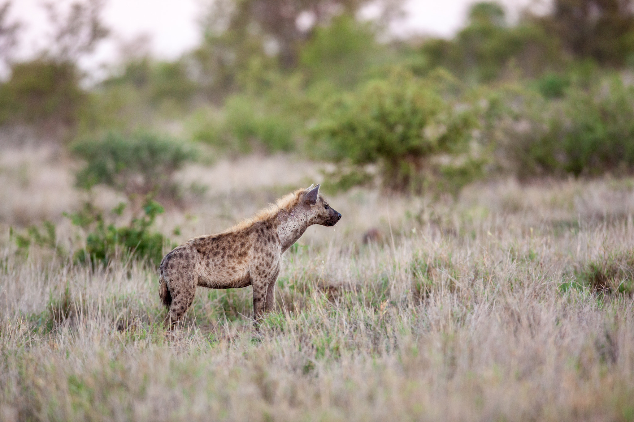 Canon EF 600mm f/4L IS sample photo. Hyena on the watch photography