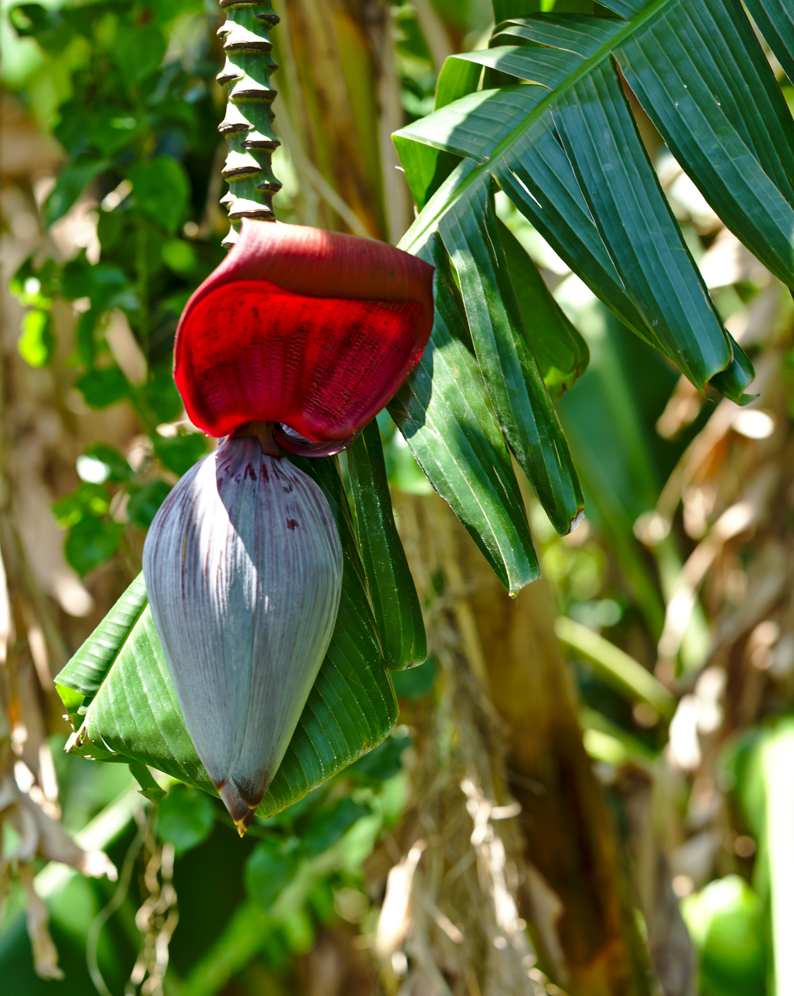 ZEISS Otus 85mm F1.4 sample photo. Inflorescence of banana photography