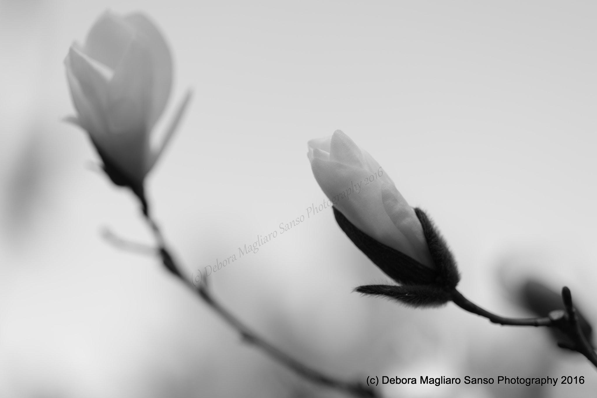Nikon D610 + Nikon AF Micro-Nikkor 60mm F2.8D sample photo. Emerge photography