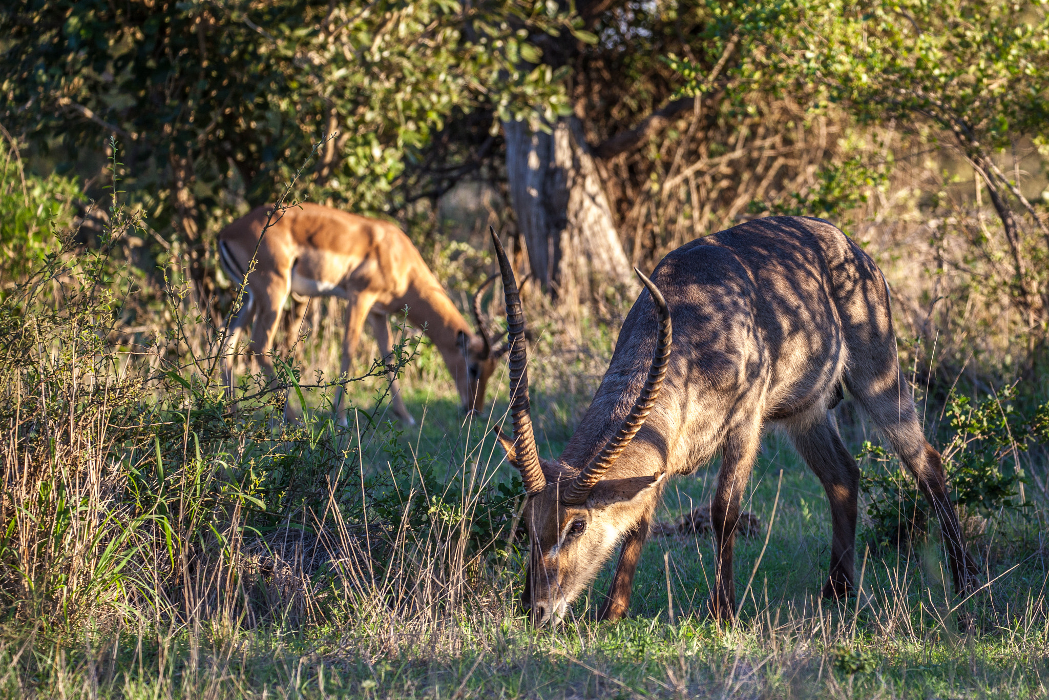 Canon EF 100-400mm F4.5-5.6L IS II USM sample photo. Kudu and impala grazing photography