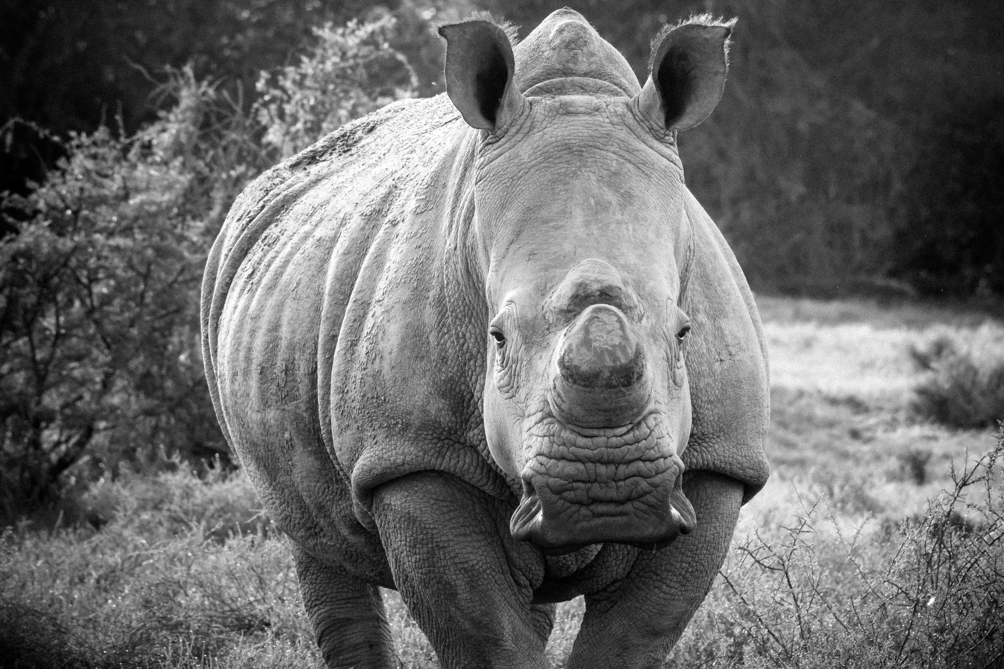 Sigma 150-500mm F5-6.3 DG OS HSM sample photo. Mrs. rhino photography