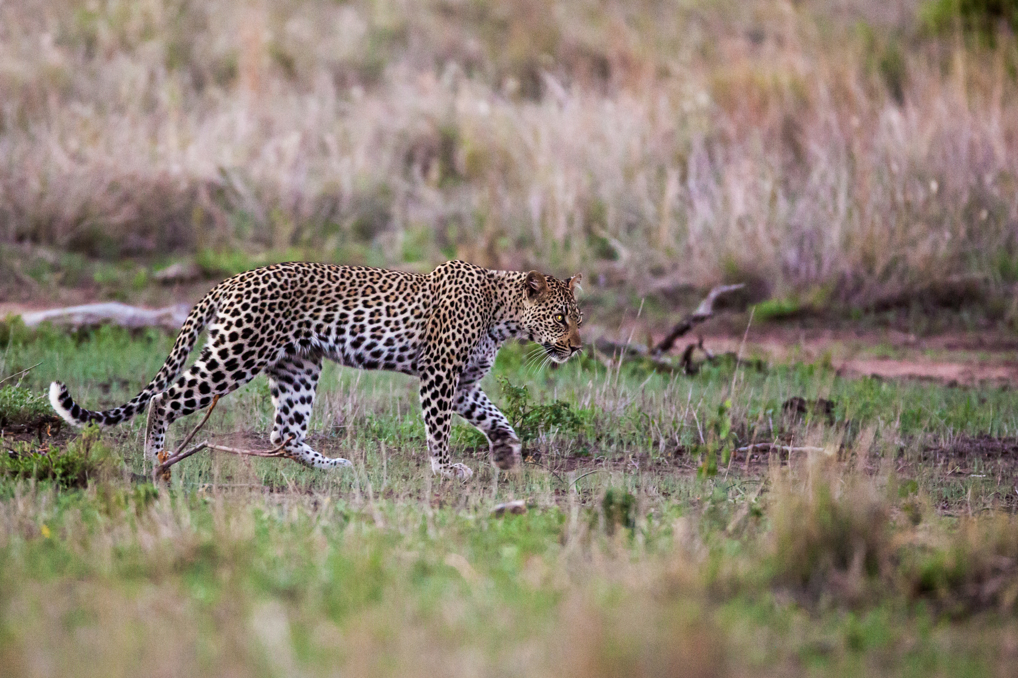 Canon EOS 5D Mark II sample photo. Leopard on the prowl 2 photography
