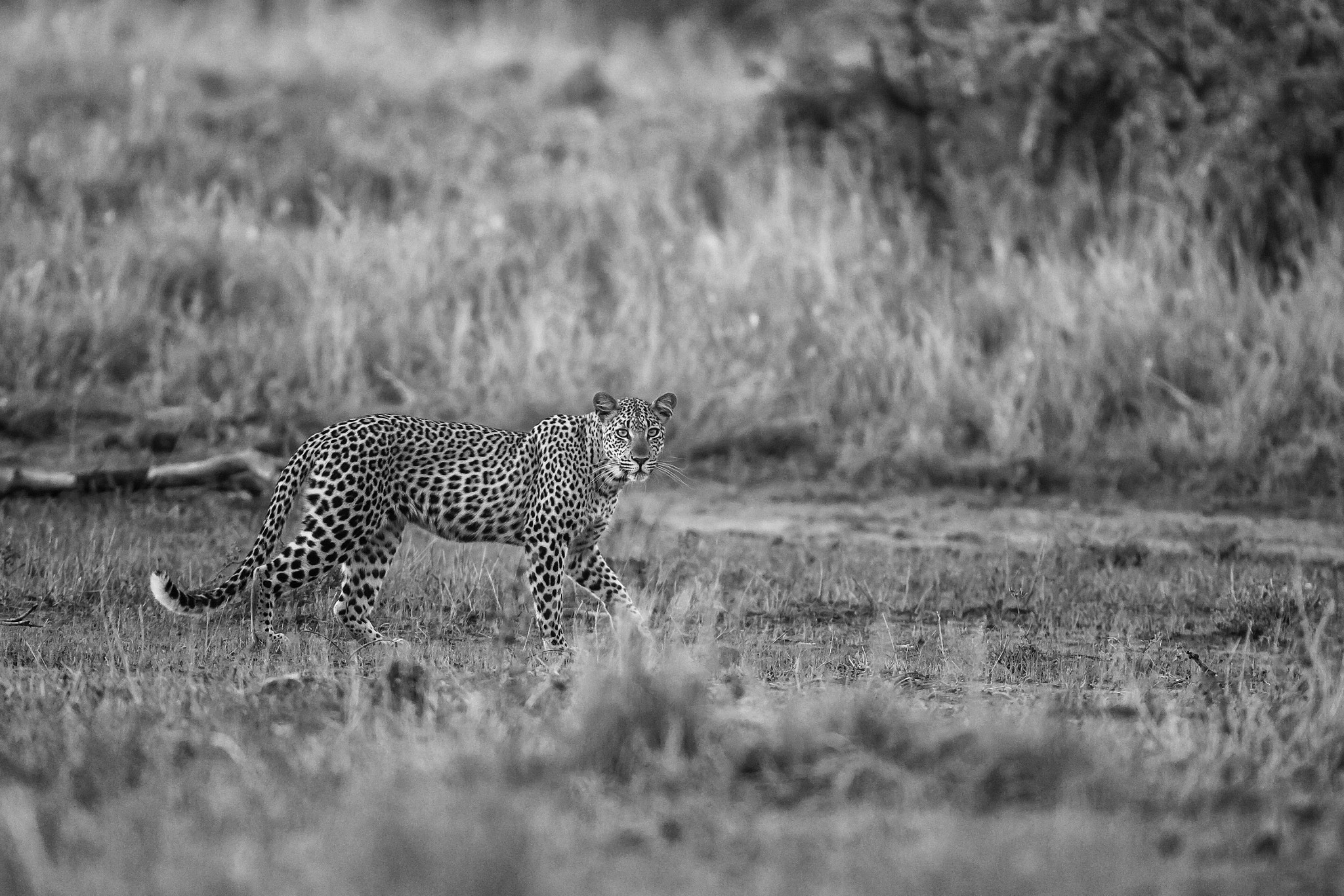 Canon EOS 5D Mark II sample photo. Leopard on the prowl photography