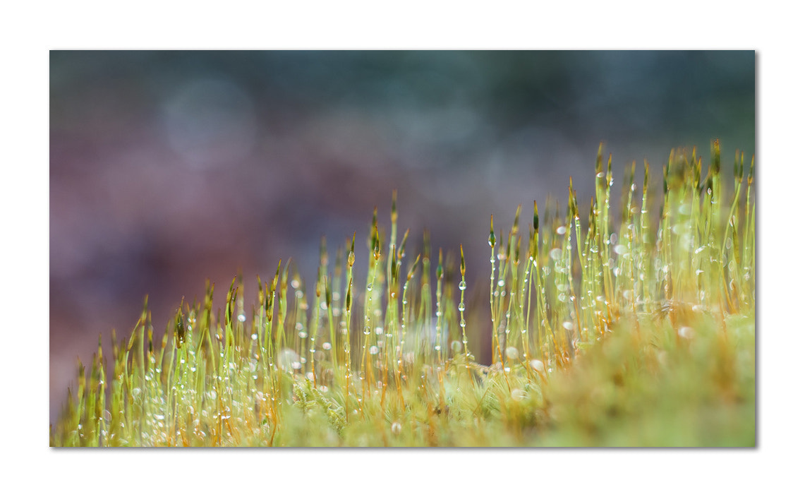 Canon EF 28-80mm f/3.5-5.6 sample photo. Monde imaginaire photography