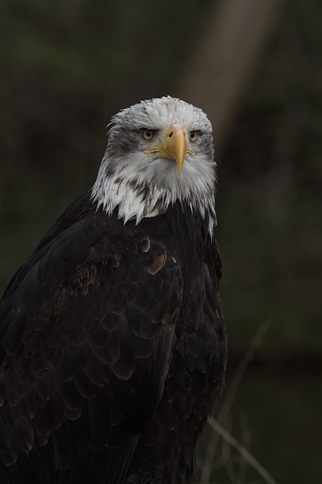 Sony a7R + 70-200mm F2.8 sample photo. Eagle photography