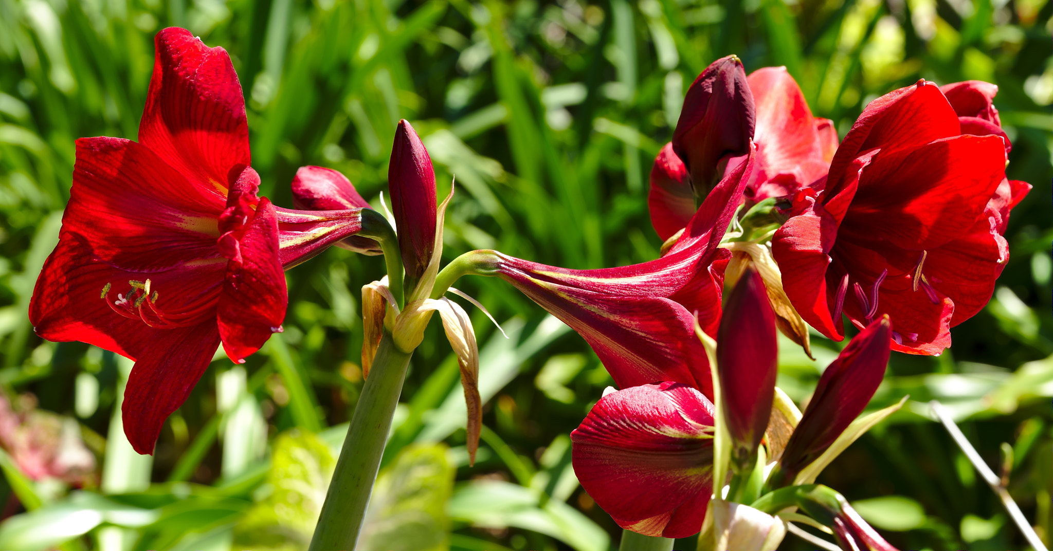 ZEISS Otus 85mm F1.4 sample photo. Red amaryllis photography