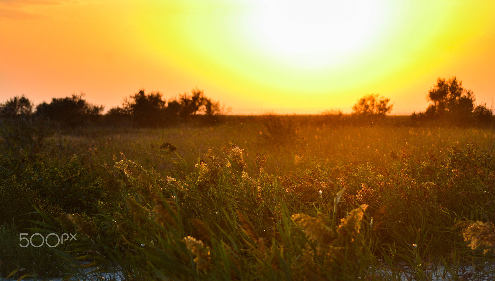 Nikon D3100 + Sigma 70-300mm F4-5.6 DG OS sample photo. Sundown in the danube delta photography