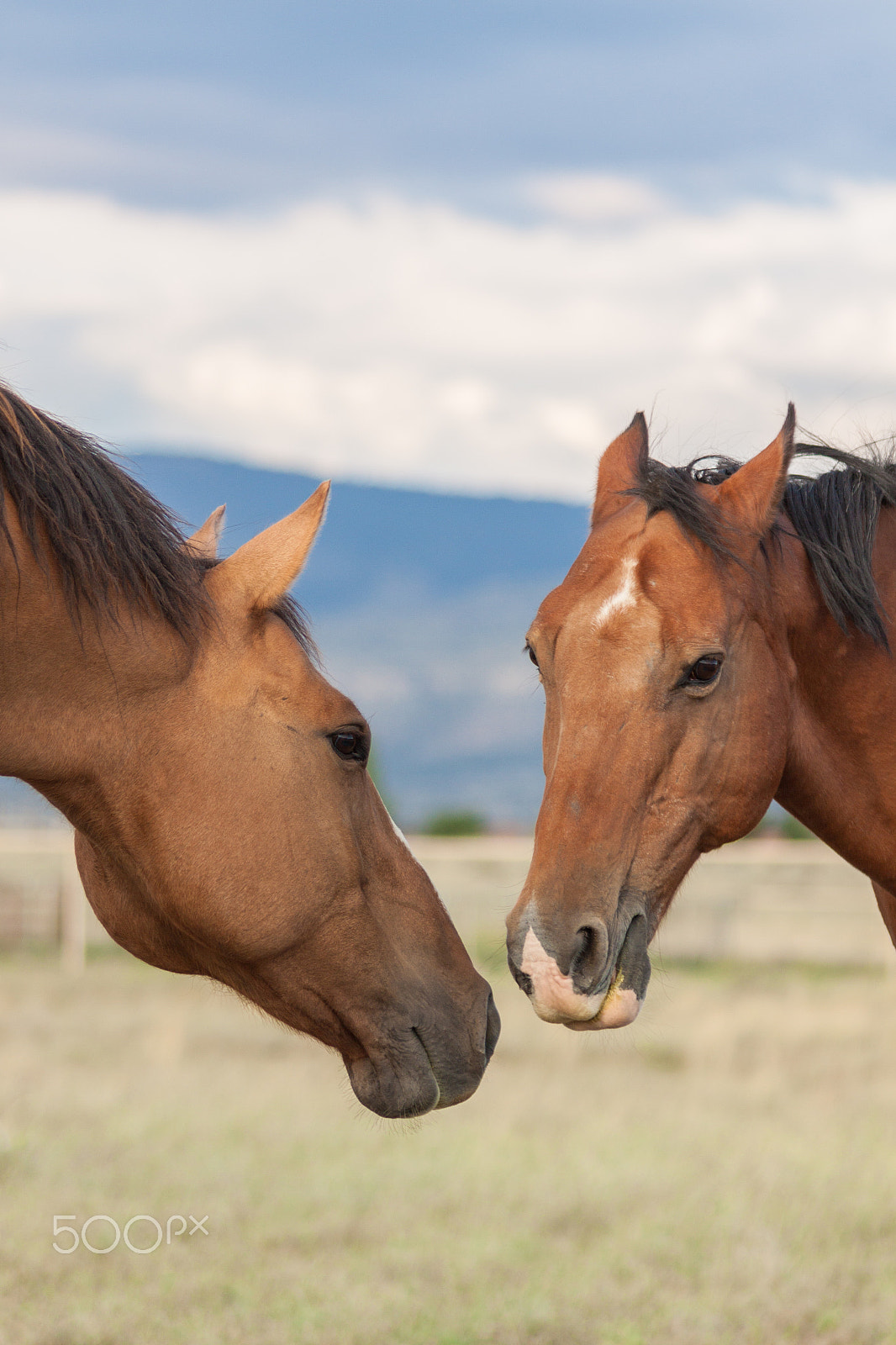 Canon EF 75-300mm F4.0-5.6 IS USM sample photo. Equine affection photography