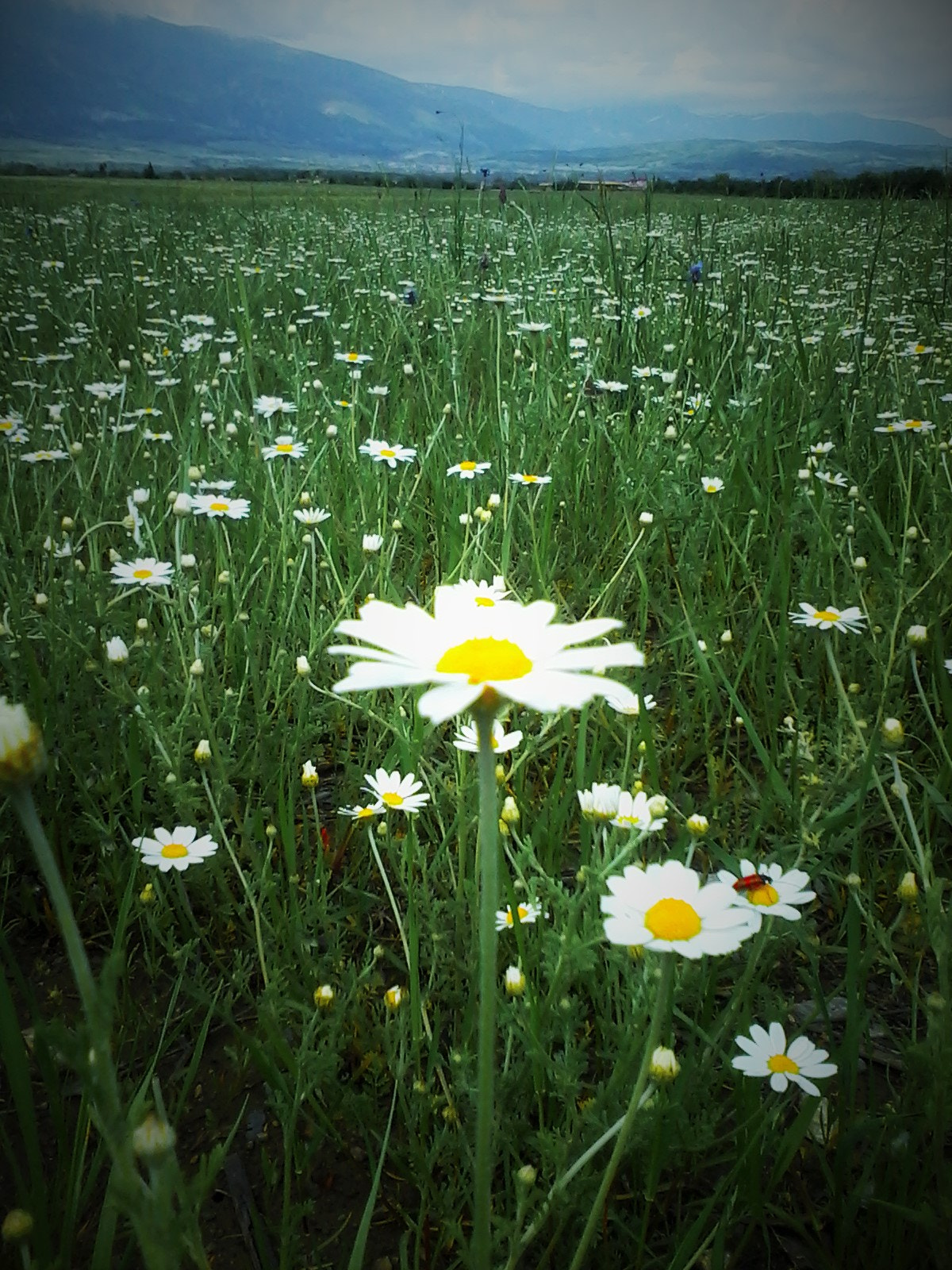 Samsung Galaxy Star sample photo. Beautiful nature in bulgaria! photography