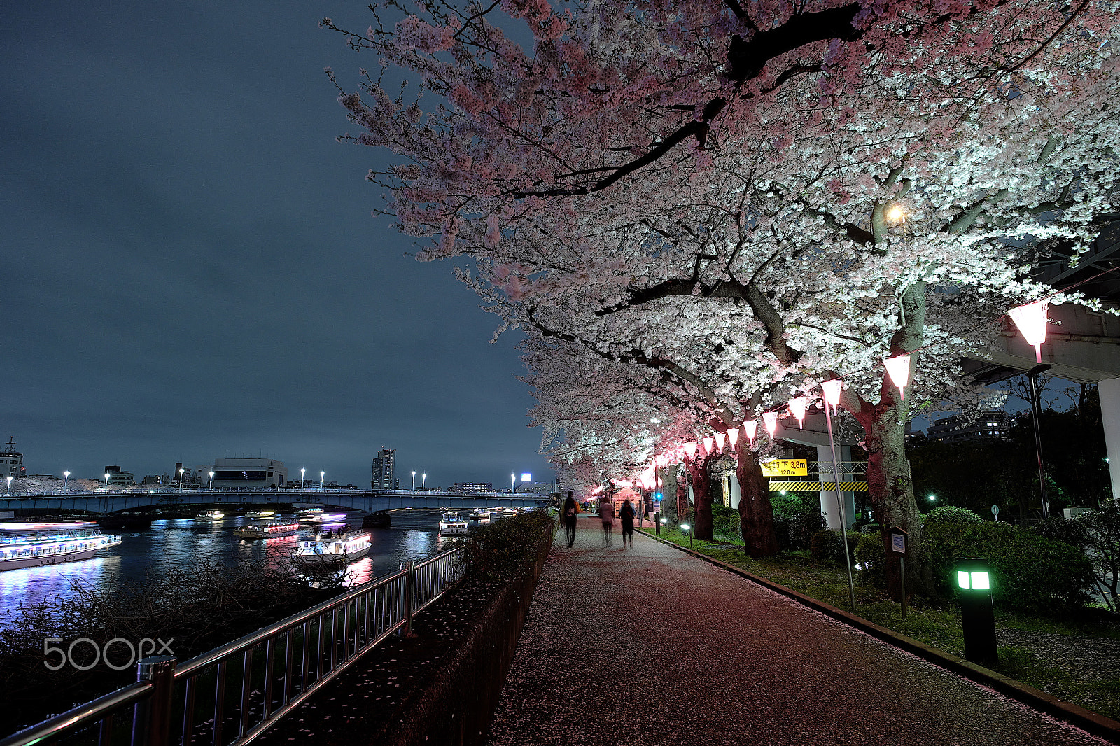 Fujifilm X-M1 + Fujifilm XF 14mm F2.8 R sample photo. Sakura night photography