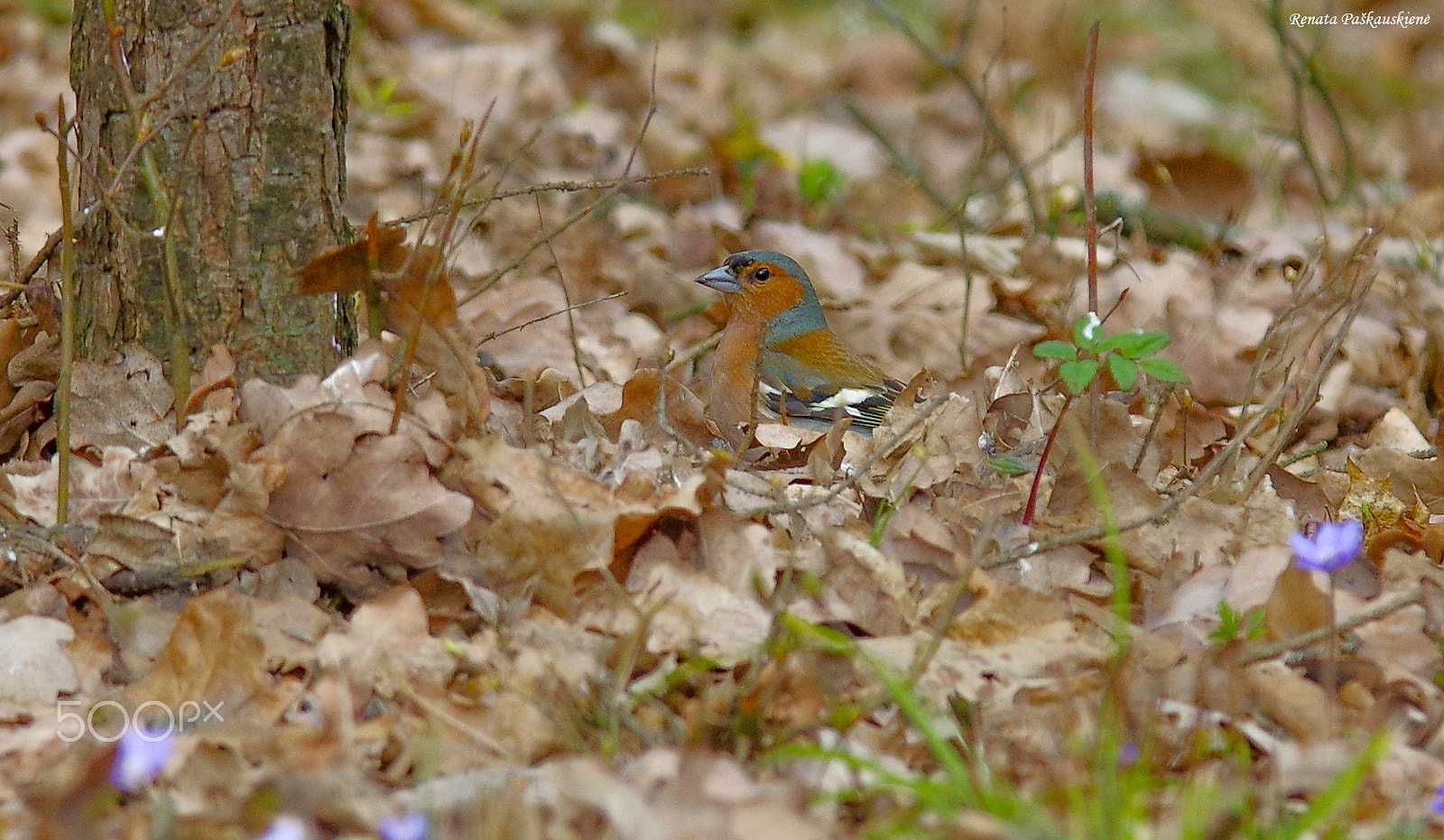 Pentax K-3 sample photo. Bird photography