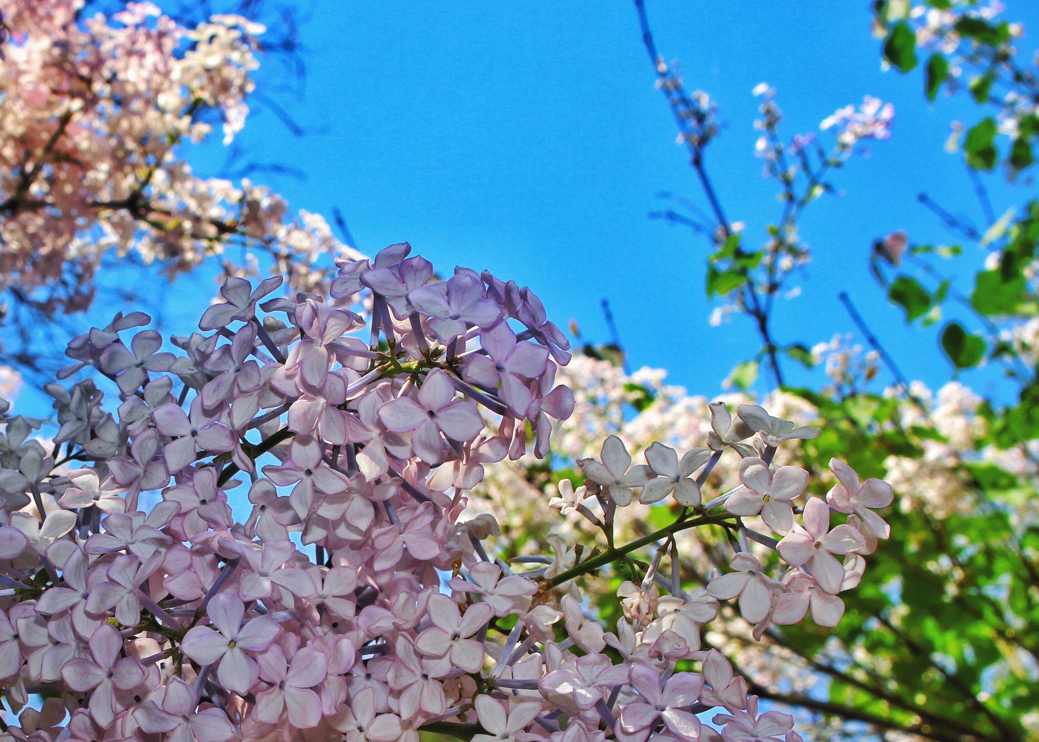 Canon EOS 100D (EOS Rebel SL1 / EOS Kiss X7) sample photo. 法源寺丁香花 photography