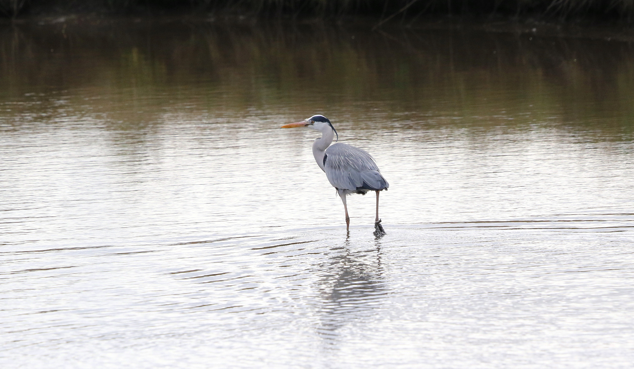 Canon EF 500mm F4L IS II USM sample photo. Grey heron photography