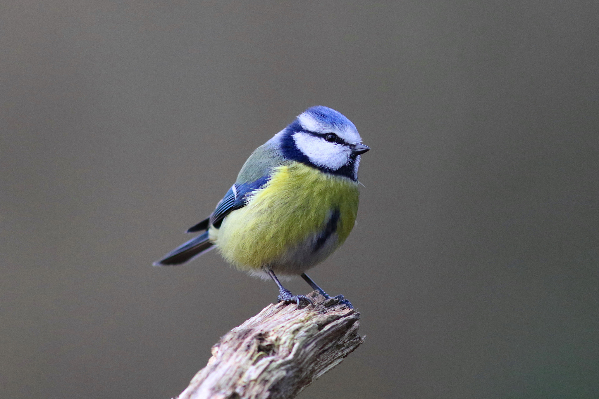 Canon EF 300mm F4L IS USM sample photo. Blue tit photography