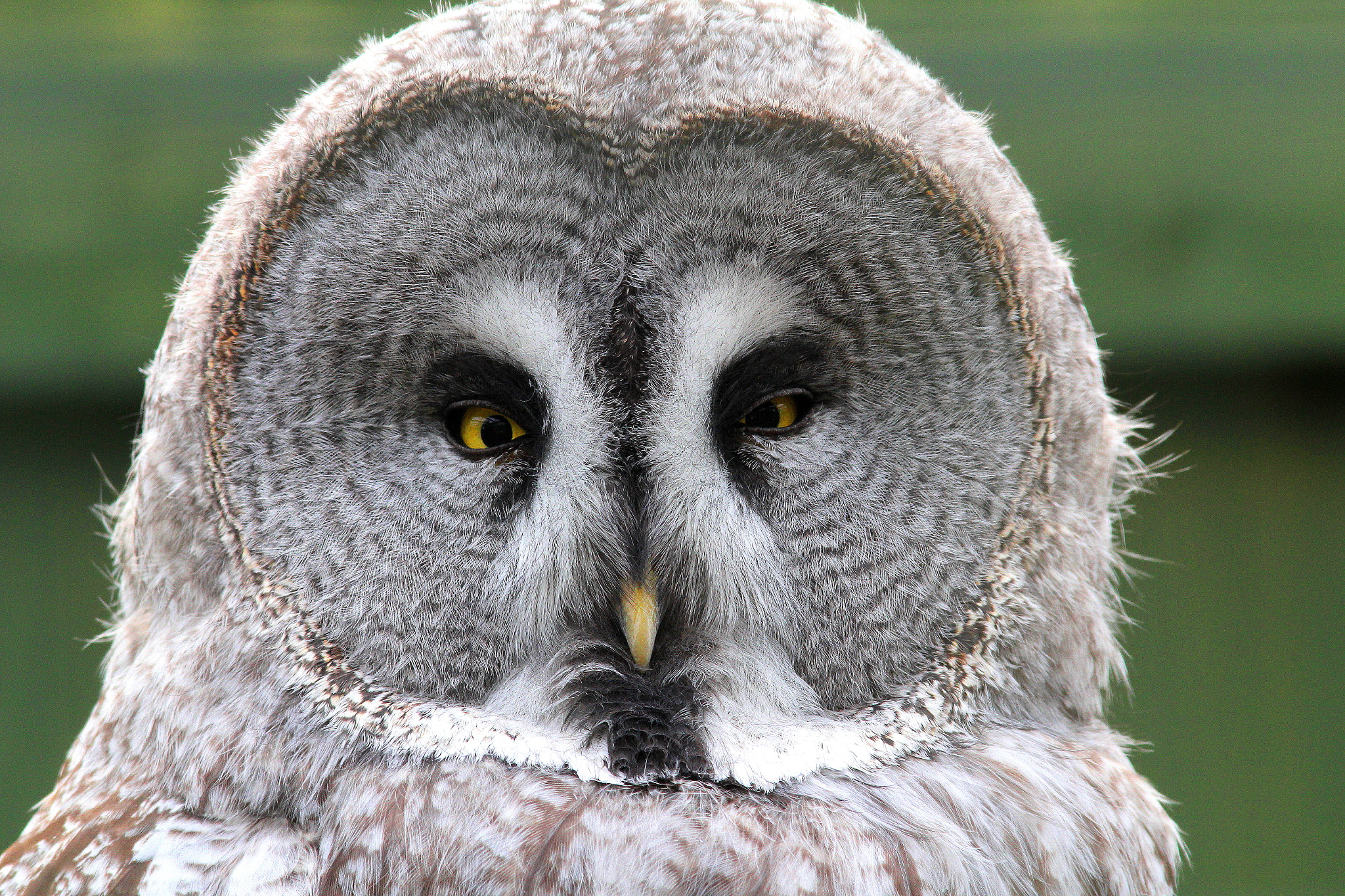 Canon EF 300mm F4L IS USM sample photo. Great grey owl photography