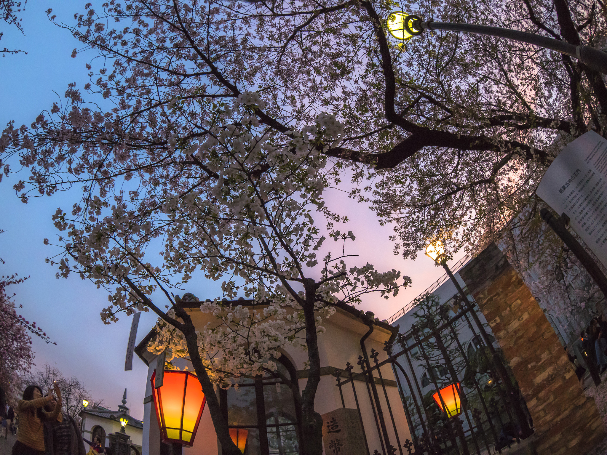 Canon EF 8-15mm F4L Fisheye USM sample photo. 桜5 photography
