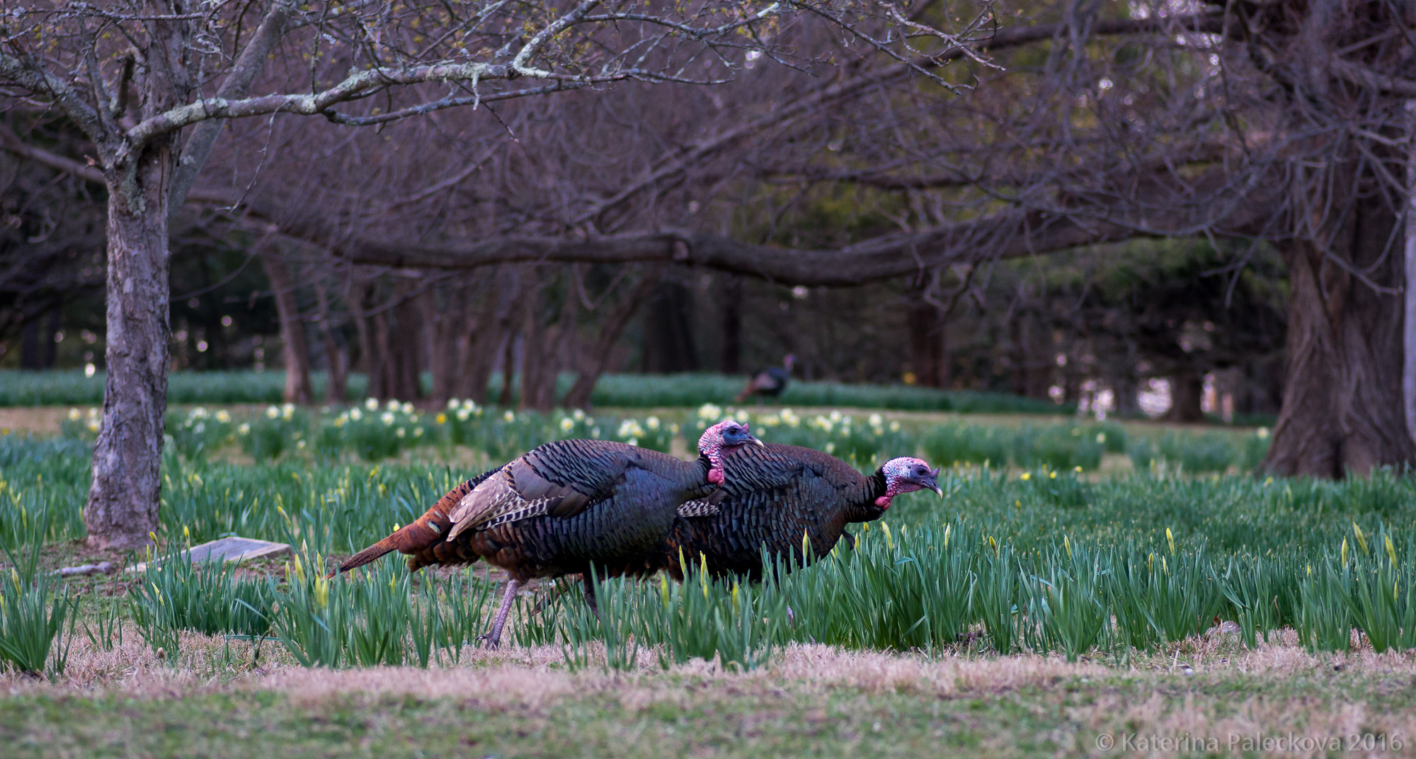 Pentax smc D-FA 100mm F2.8 Macro WR sample photo. Spring turkeys 2 photography