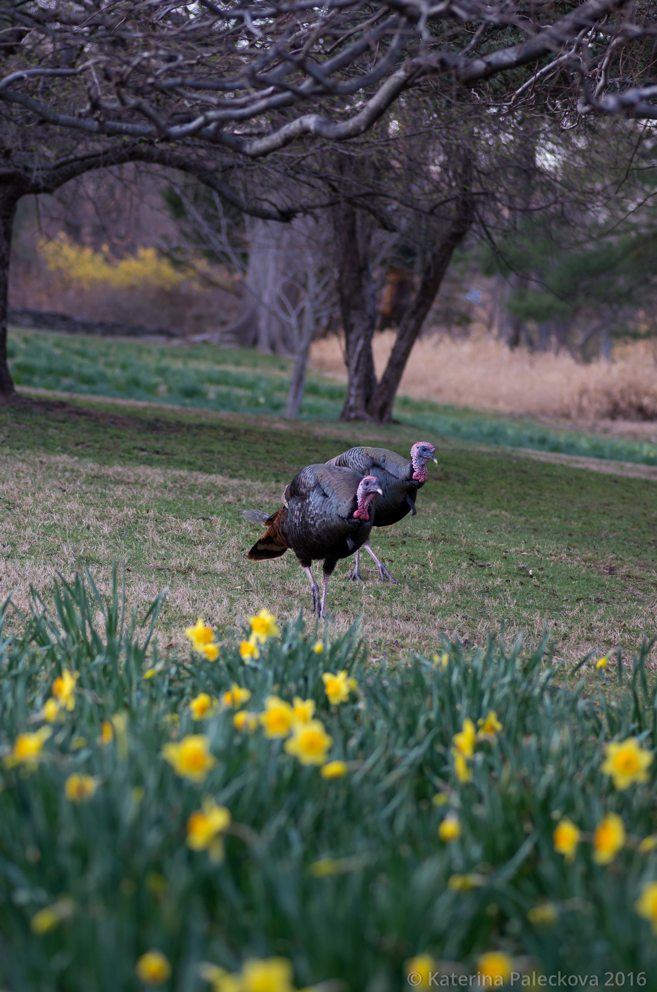Pentax smc D-FA 100mm F2.8 Macro WR sample photo. Spring turkeys 3 photography