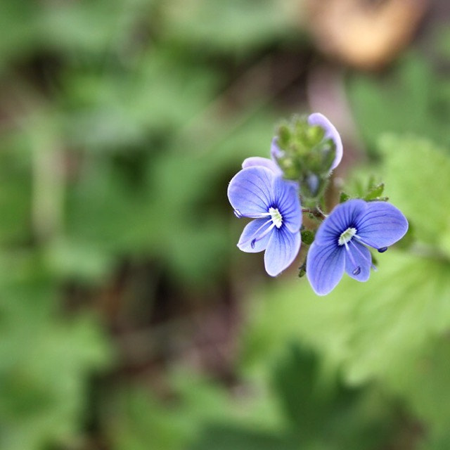 Canon EF-S 18-55mm F3.5-5.6 sample photo