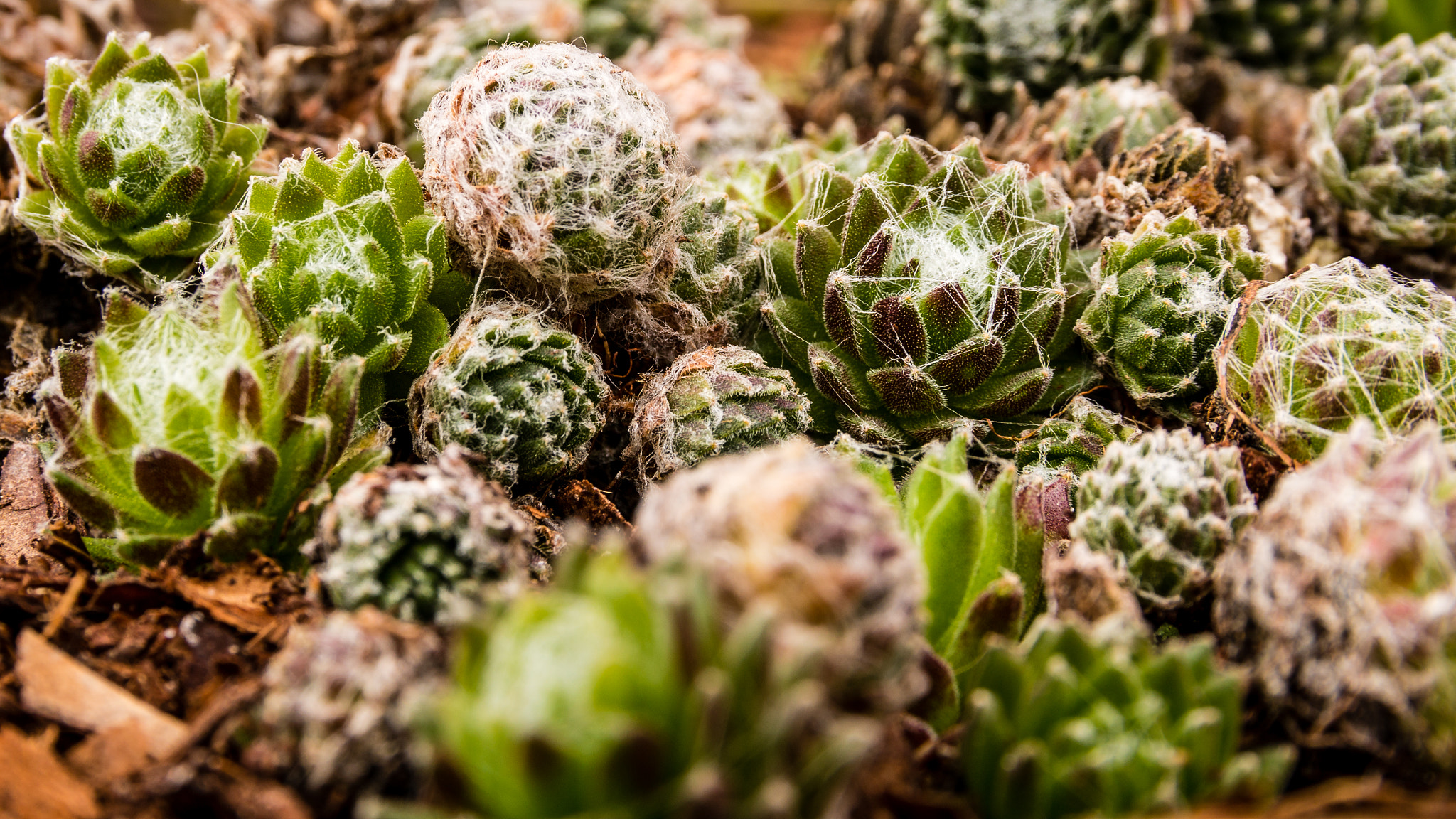 Canon EOS 70D + Canon EF 500mm F4L IS USM sample photo. Stonegarden photography
