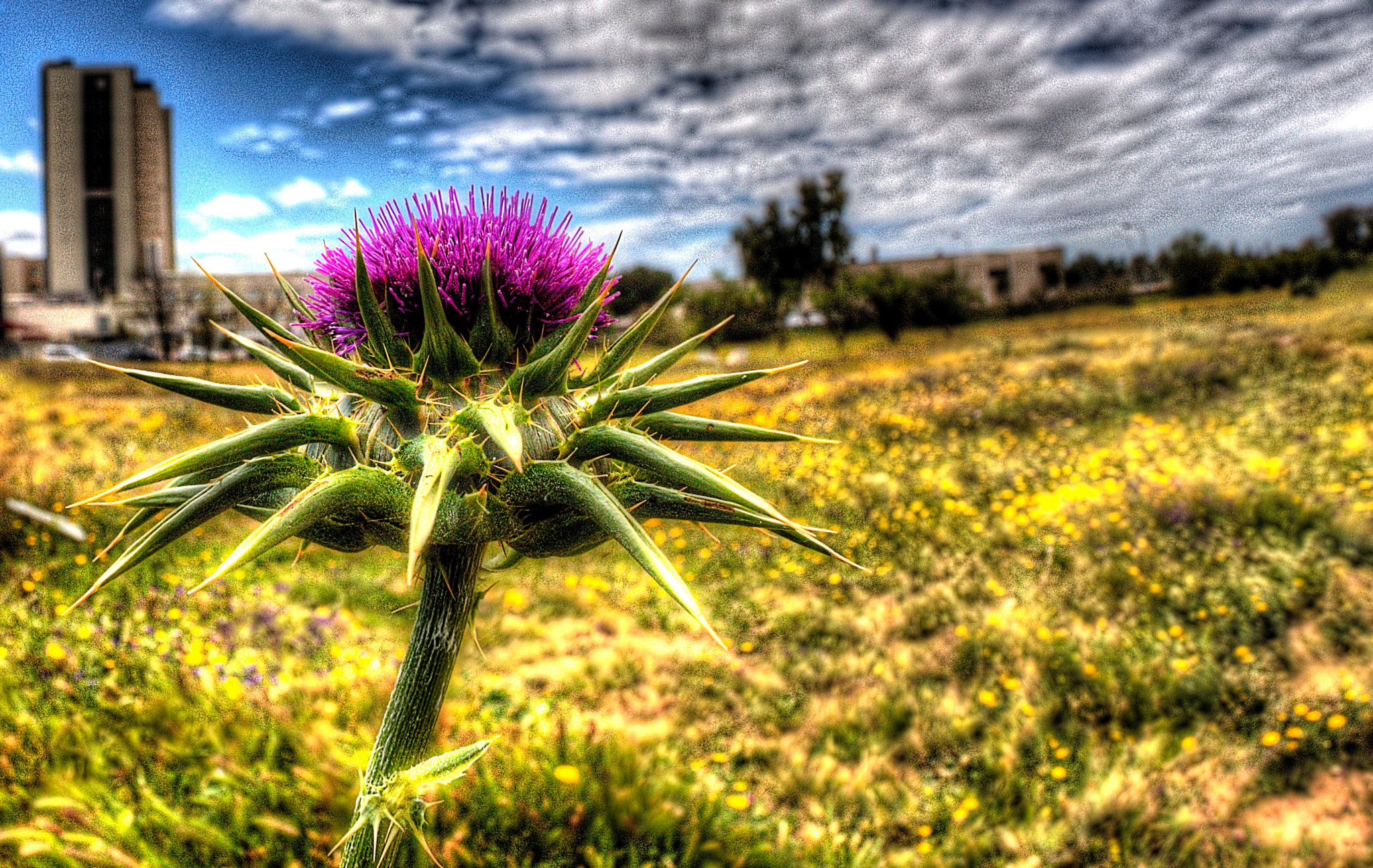 Canon EF 8-15mm F4L Fisheye USM sample photo. Beauty and painful photography