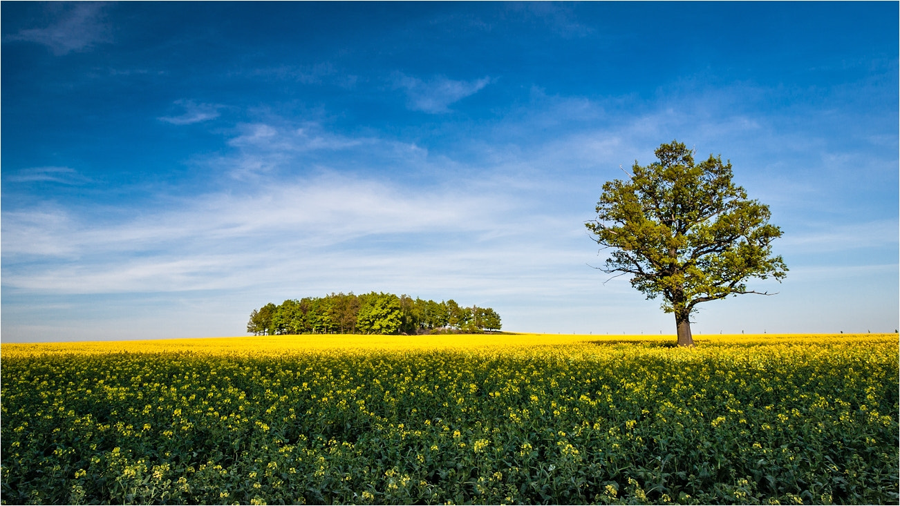 Olympus Zuiko Digital ED 9-18mm F4.0-5.6 sample photo. Rape field photography