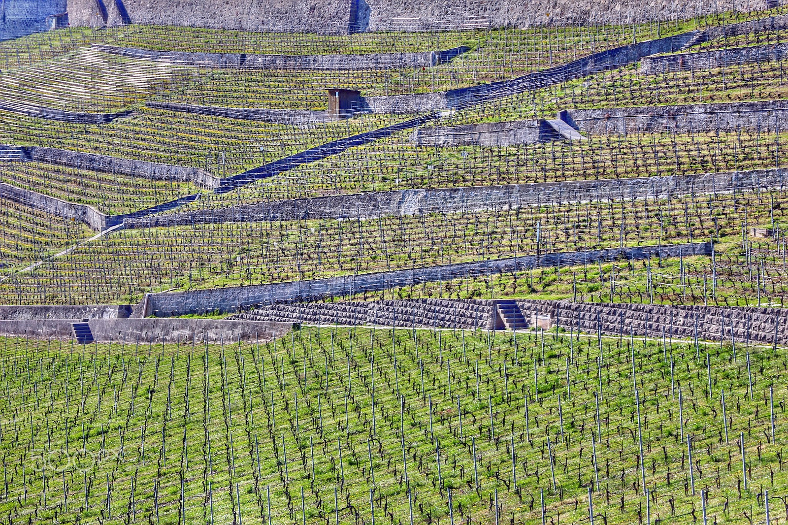 Canon EF 28-135mm F3.5-5.6 IS USM sample photo. Vineyards photography