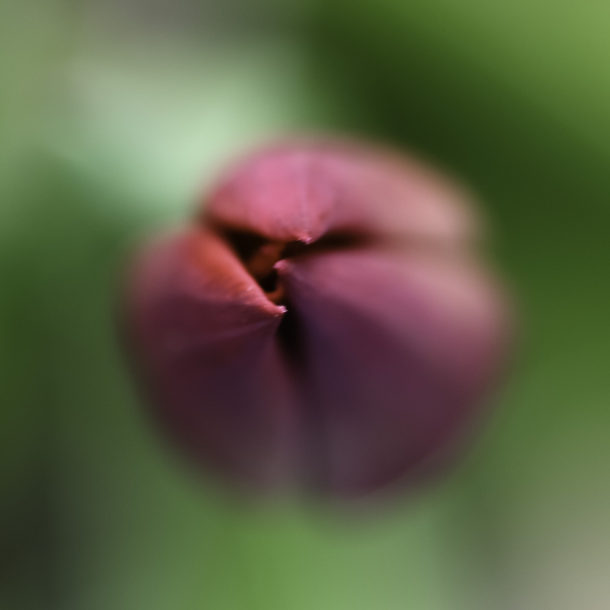 Canon EOS 700D (EOS Rebel T5i / EOS Kiss X7i) + Sigma 105mm F2.8 EX DG Macro sample photo. Tulip photography