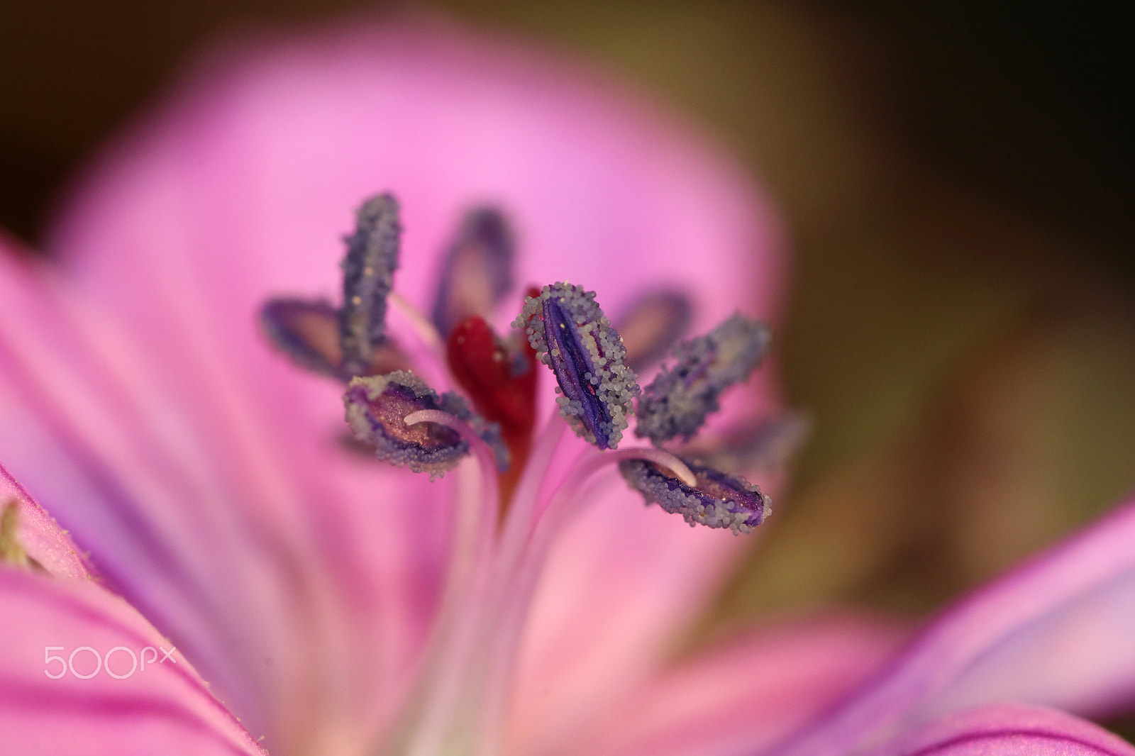 Canon MP-E 65mm F2.5 1-5x Macro Photo sample photo. +the pink photography