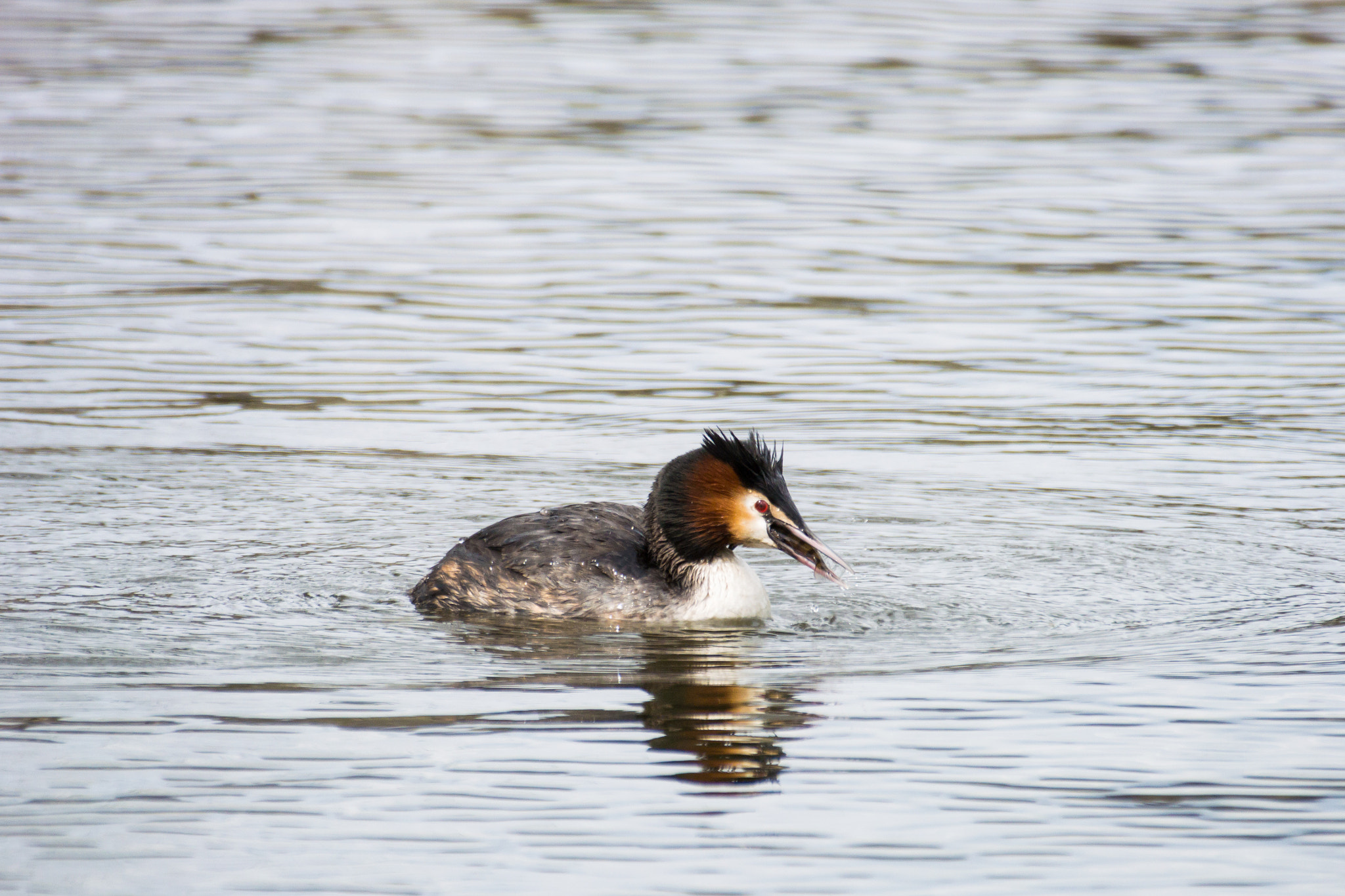 Nikon AF-S Nikkor 200-500mm F5.6E ED VR sample photo. Great crested grebe photography