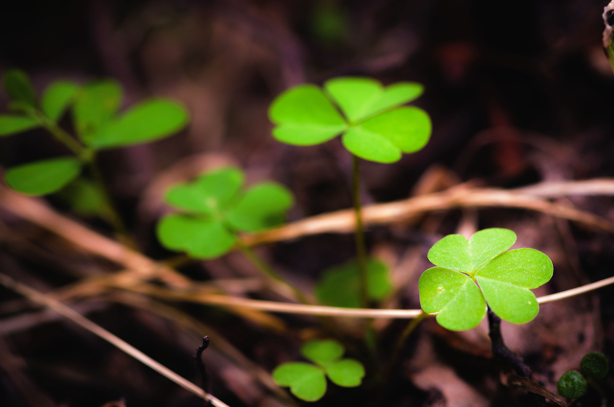 Pentax smc D-FA 100mm F2.8 Macro WR sample photo. The new hope photography