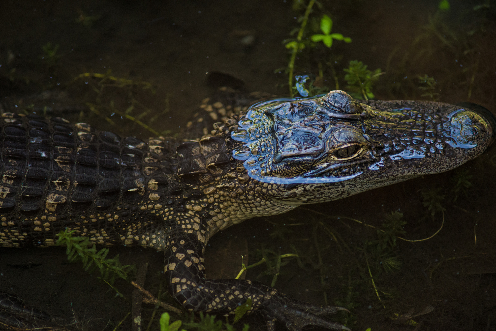 Nikon D610 + AF Nikkor 300mm f/4 IF-ED sample photo. Young alligator photography
