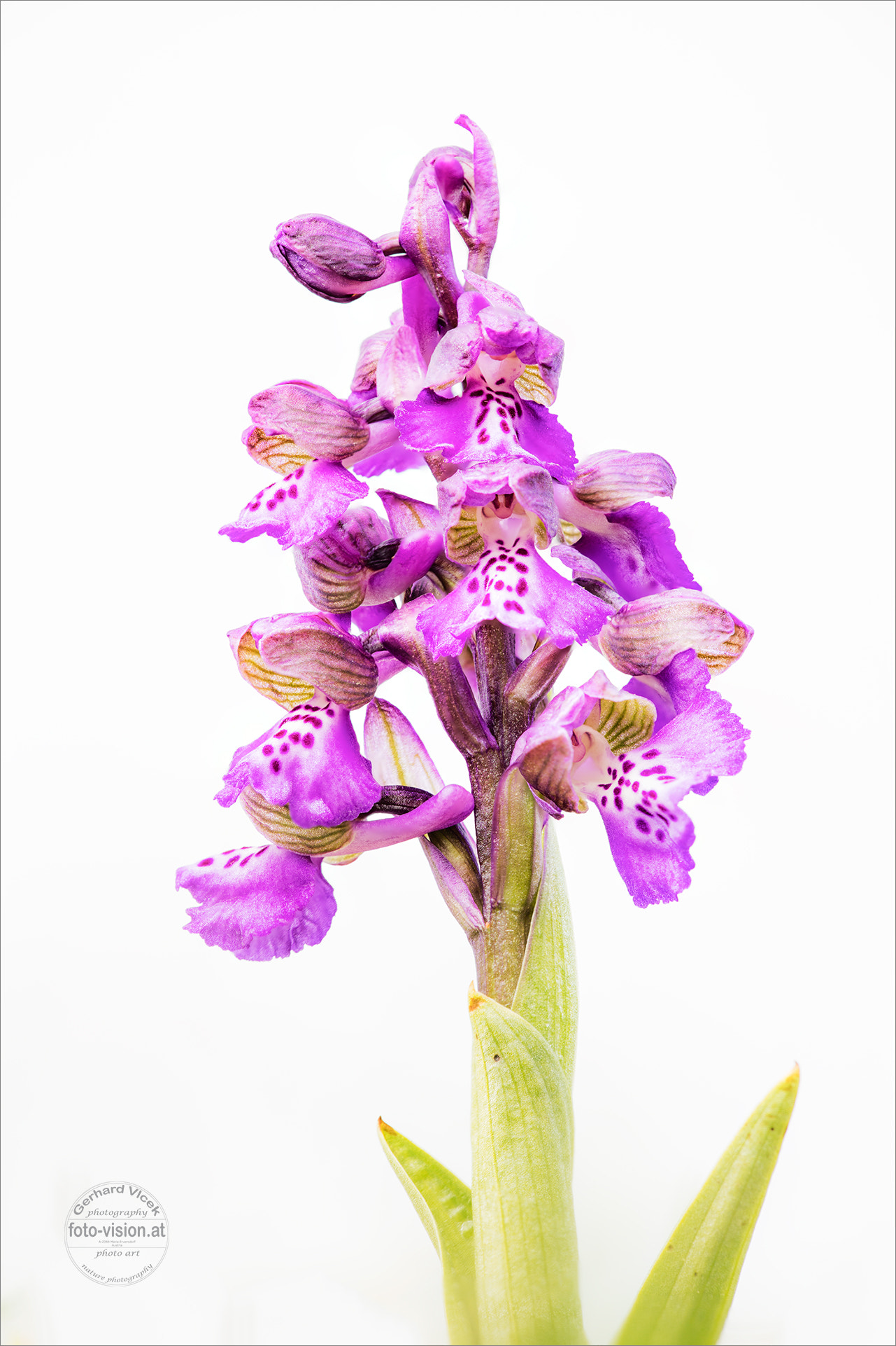 Sigma APO Macro 150mm f/2.8 EX DG HSM sample photo. Anacamptis morio photography
