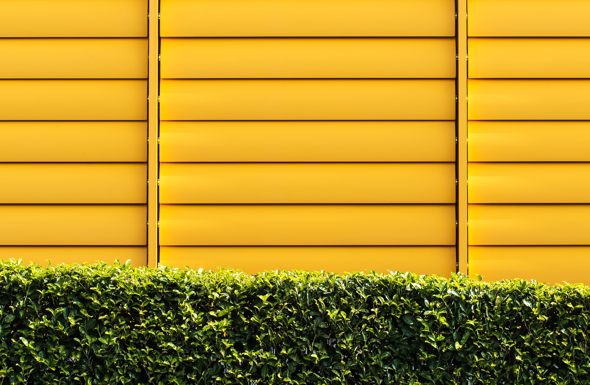 Tamron AF 70-300mm F4-5.6 Di LD Macro sample photo. Yellow and green photography