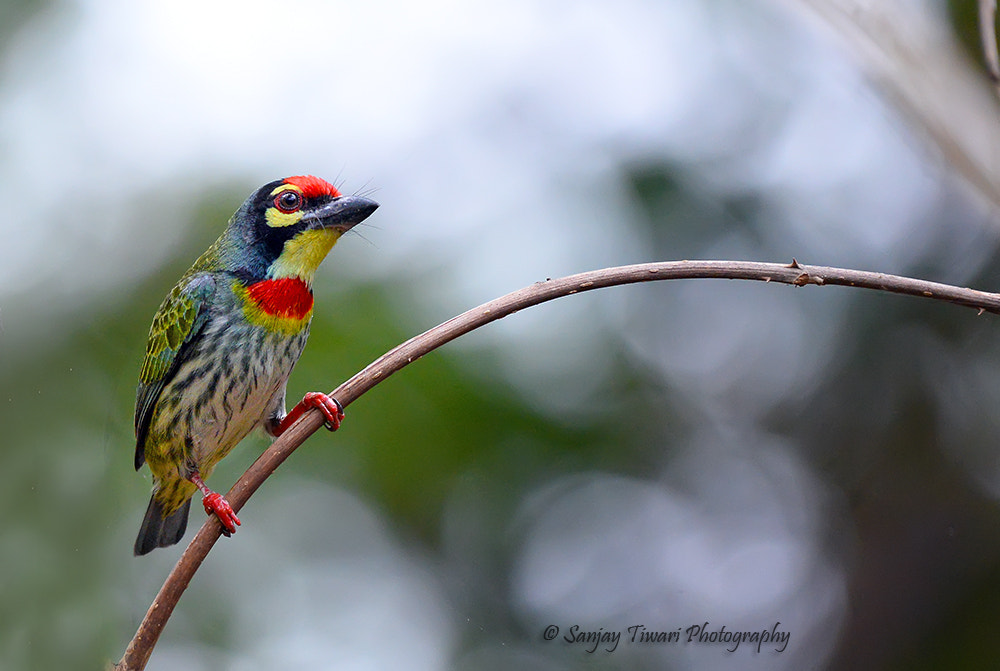 AF Zoom-Nikkor 35-105mm f/3.5-4.5 sample photo. Copper smith barbet photography