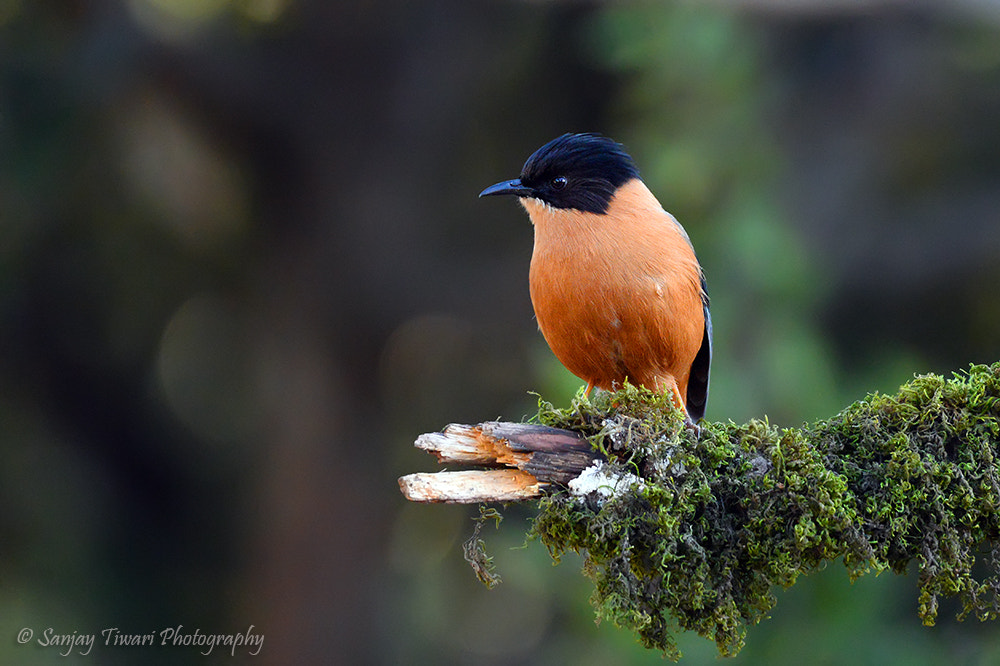 Nikon D610 + AF Nikkor 20mm f/2.8 sample photo. Rufous sibia photography