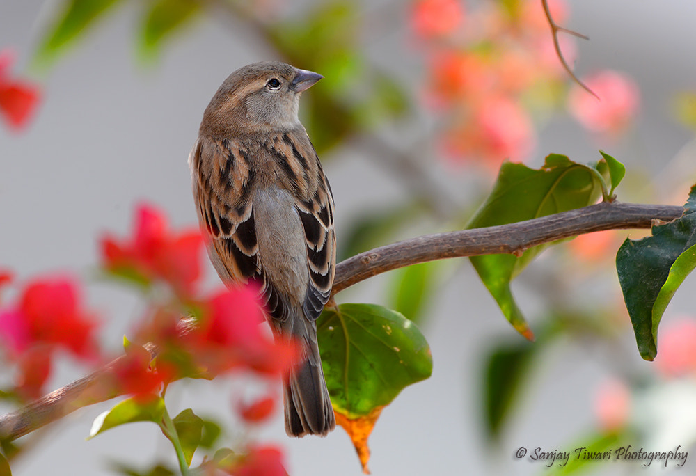 Nikon D610 + Zeiss Milvus 35mm f/2 sample photo. Sparrow photography