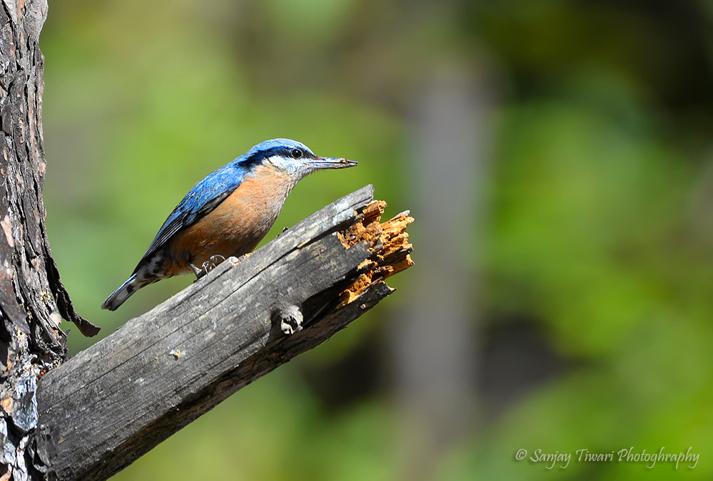 Nikon D610 + AF Nikkor 28mm f/2.8 sample photo. Chestnut bellied nuthatch photography