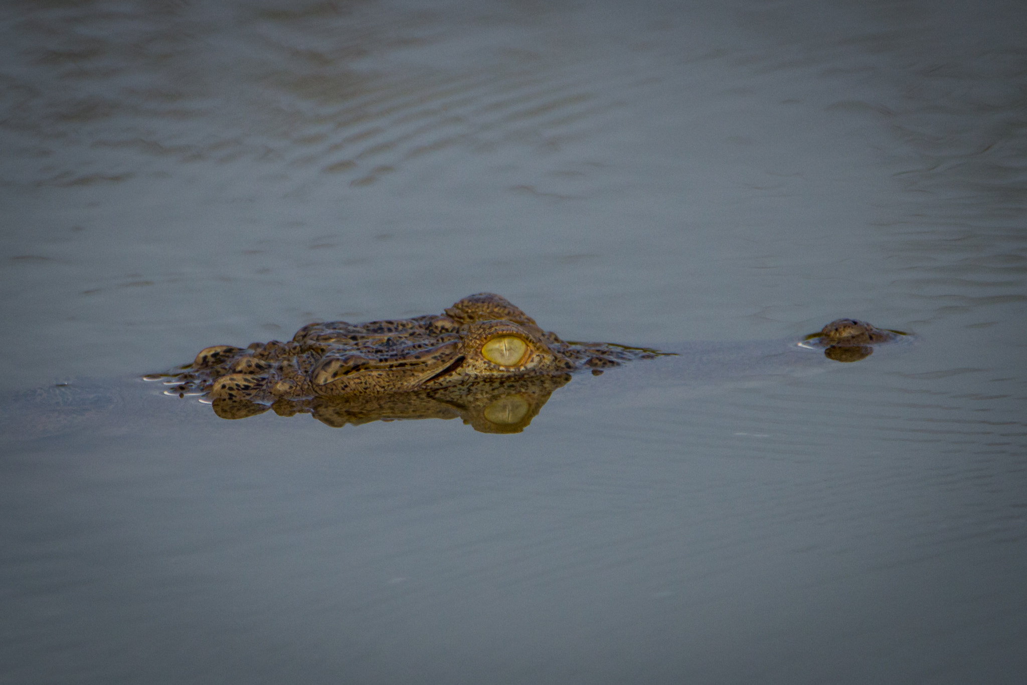 Tamron SP 150-600mm F5-6.3 Di VC USD sample photo. Eye of the predator photography