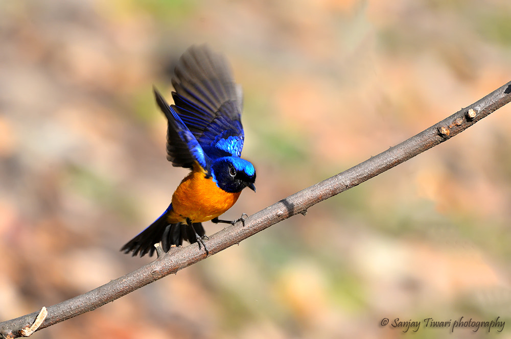 AF Zoom-Nikkor 28-70mm f/3.5-4.5D sample photo. Rufous-bellied niltava photography
