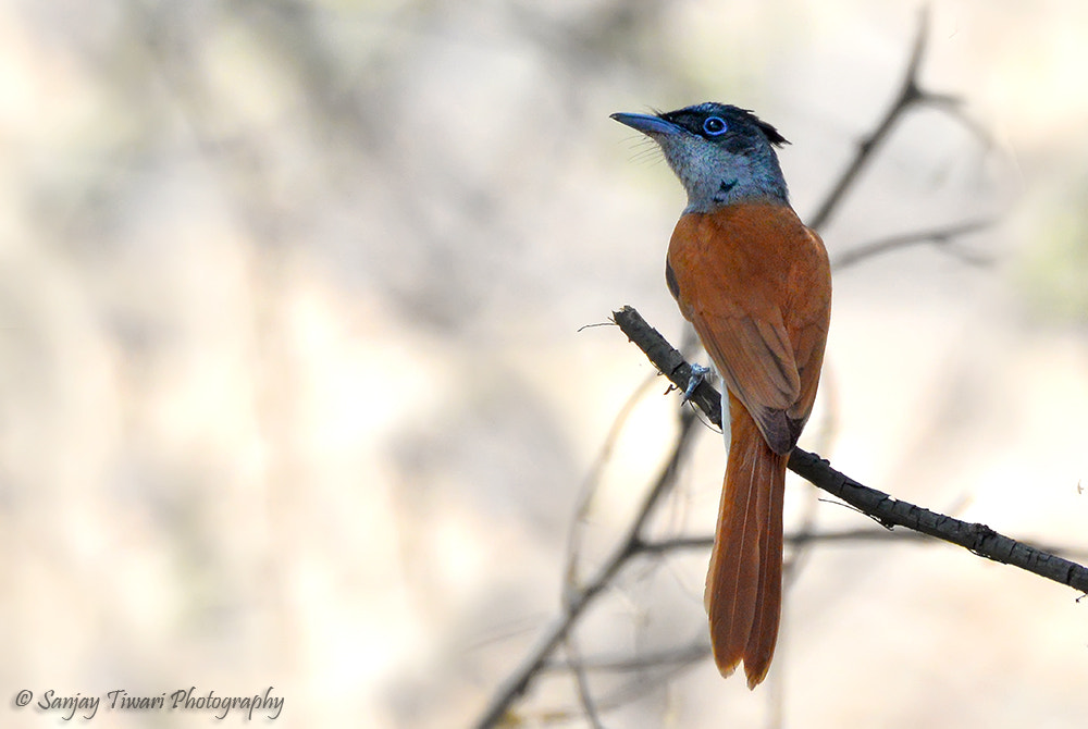 Nikon D610 + Nikon AF Nikkor 105mm F2D DC sample photo. Asian paradise flycatcher female photography