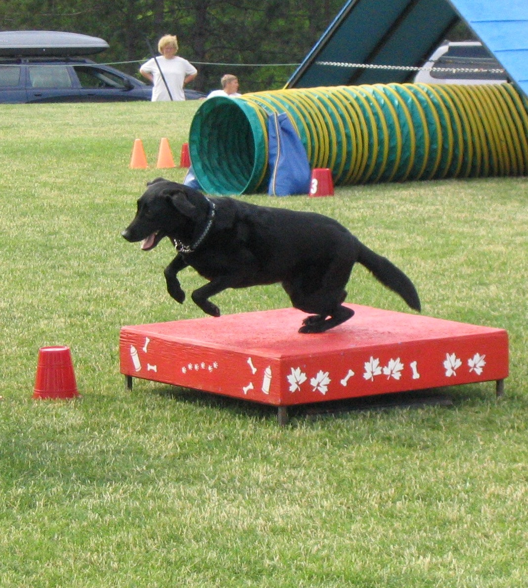 Canon POWERSHOT A70 sample photo. Our lab shodan showing off on the agility field. photography